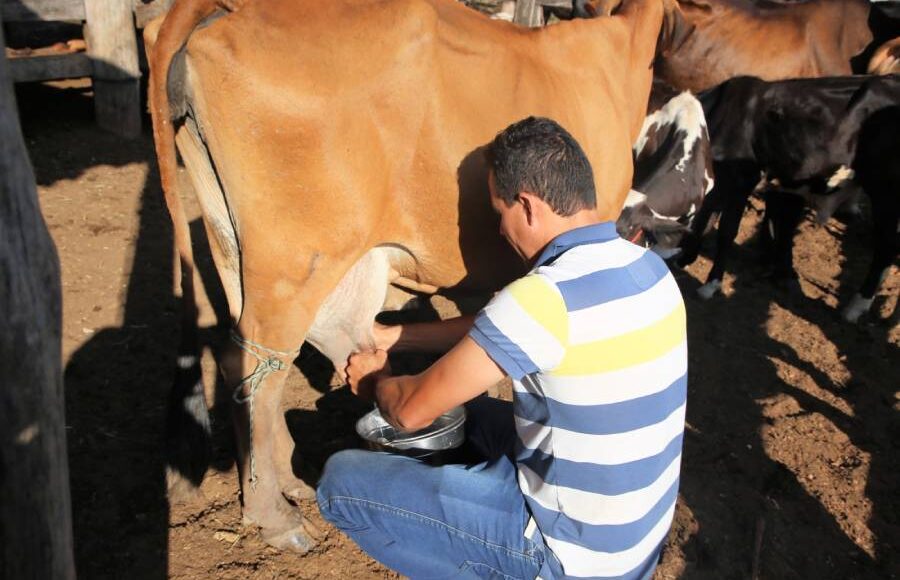 Caravana da Sanidade Animal levará orientação e vacinas para criadores de gado nos projetos de assentamento de Araguaína